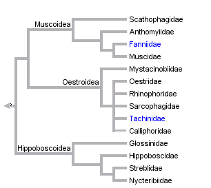 taxon links