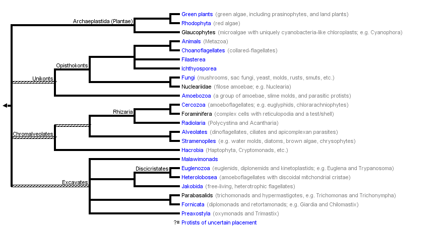 taxon links