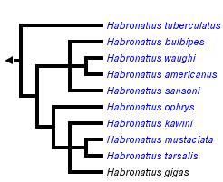 taxon links