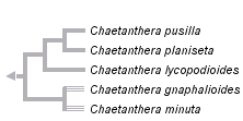 taxon links