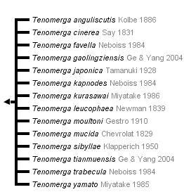 taxon links