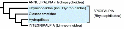 Trichoptera tree diagram