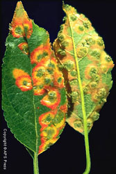 Spore producing structures of the cedar-apple rust fungus on an apple leaf