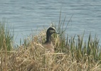 american widgeon