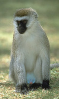 Vervet monkey