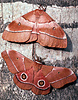 Mopane moth, Gonimbrasia belina, Tanzania