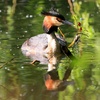 Great Crested Grebe