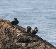 harlequin ducks perched