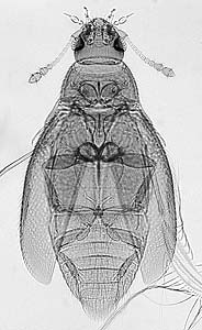 Nellosana habitus