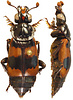 Nicrophorus sp.