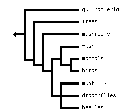 tree with polytomy: (((((beetles, dragonflies, mayflies), ((mammals, birds), fish)), mushrooms), trees), gut bacteria)